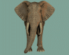 gameznet-animated-elephant-006
