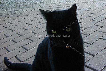 black cat on pavers