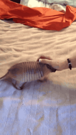 Armadillo Animated Gifs download for free