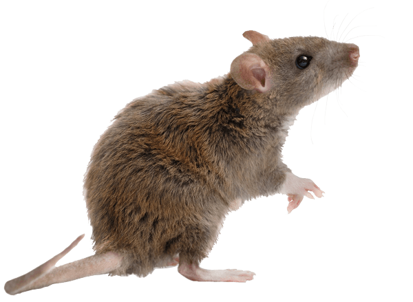 Rodent-mouse-rat-free-transparent-images-gameznet-01.png