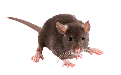 Rodent-mouse-rat-free-transparent-images-gameznet-010.png