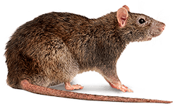 Rodent-mouse-rat-free-transparent-images-gameznet-011.png