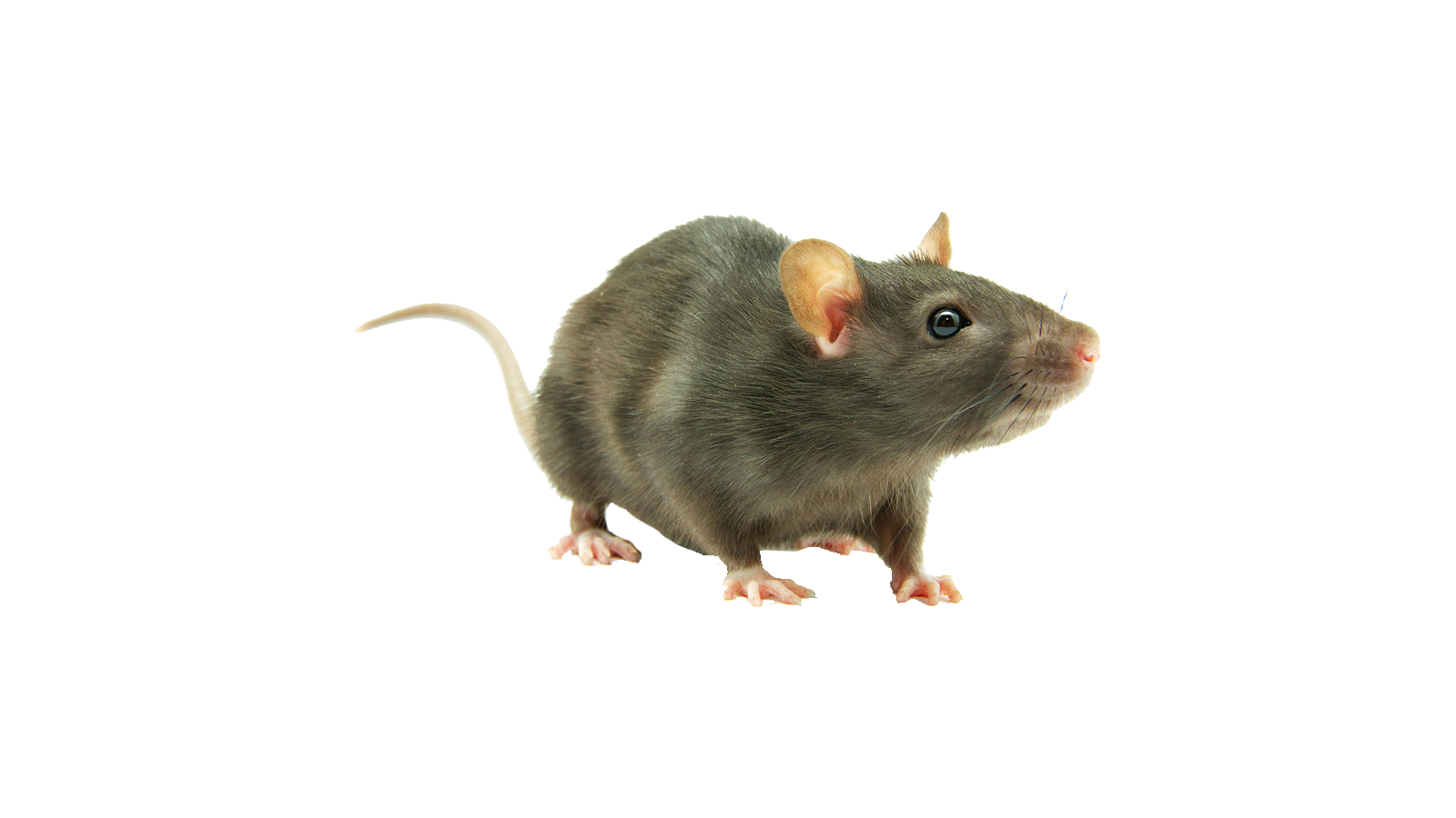 Rodent-mouse-rat-free-transparent-images-gameznet-012.png