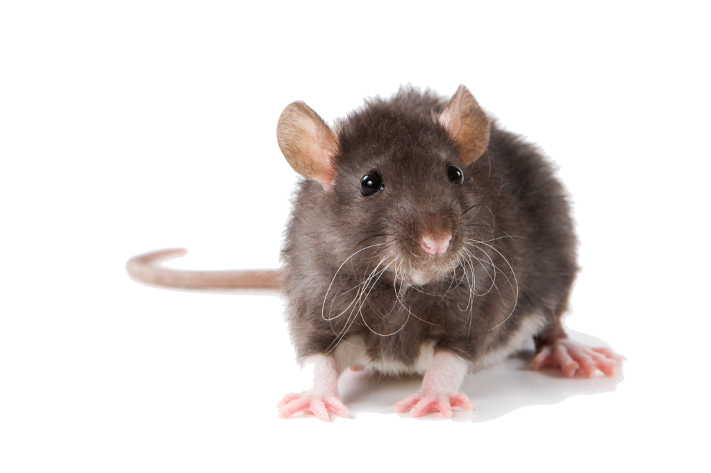Rodent-mouse-rat-free-transparent-images-gameznet-013.png