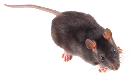 Rodent-mouse-rat-free-transparent-images-gameznet-014.png