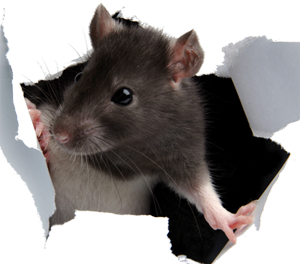 Rodent-mouse-rat-free-transparent-images-gameznet-015.png