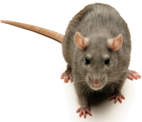 Rodent-mouse-rat-free-transparent-images-gameznet-017.png