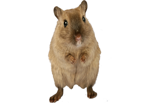 Rodent-mouse-rat-free-transparent-images-gameznet-019.png