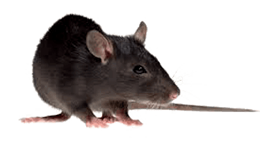 Rodent-mouse-rat-free-transparent-images-gameznet-02.png