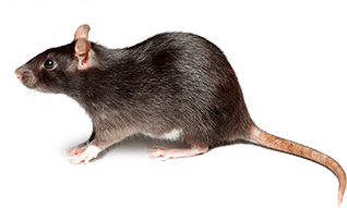 Rodent-mouse-rat-free-transparent-images-gameznet-020.png