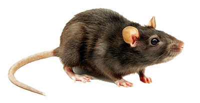 Rodent-mouse-rat-free-transparent-images-gameznet-03.png
