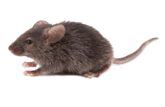 Rodent-mouse-rat-free-transparent-images-gameznet-04.png