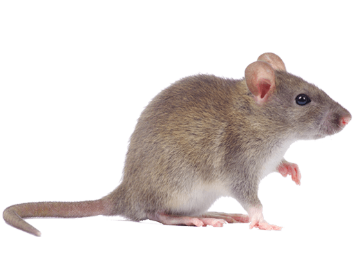 Rodent-mouse-rat-free-transparent-images-gameznet-05.png