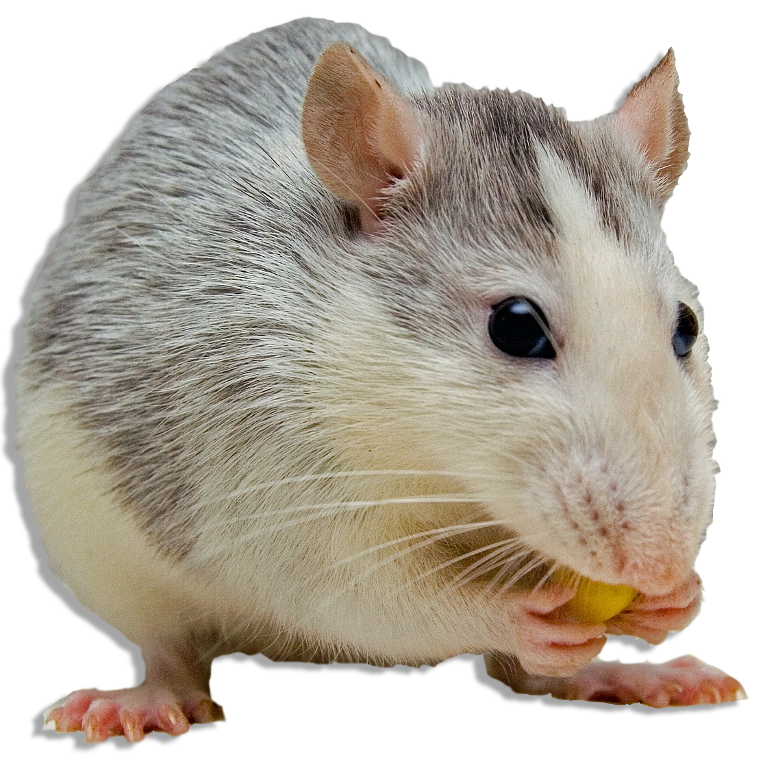 Rodent-mouse-rat-free-transparent-images-gameznet-06.png