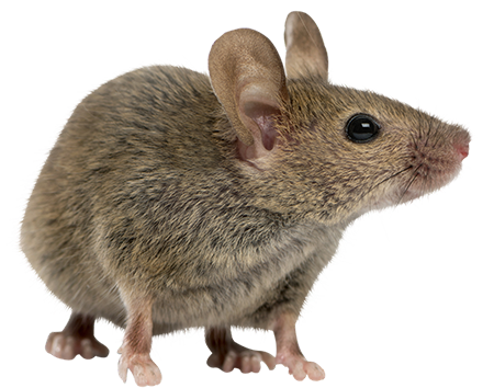Rodent-mouse-rat-free-transparent-images-gameznet-07.png