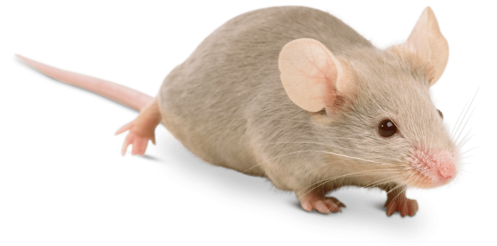 Rodent-mouse-rat-free-transparent-images-gameznet-08.png