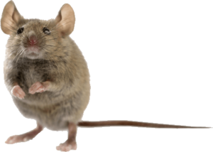 Rodent-mouse-rat-free-transparent-images-gameznet-09.png