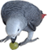 african-grey-animated-gameznet-01.gif