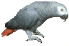 african-grey-animated-gameznet-02.gif