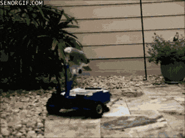african-grey-animated-gameznet-03.gif