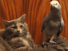 african-grey-animated-gameznet-04.gif