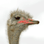 bird-animated-gameznet-01.gif