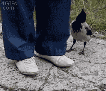 bird-animated-gameznet-0100.gif