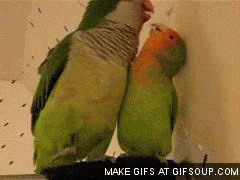 bird-animated-gameznet-0103.gif