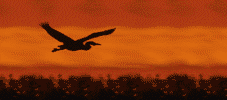 bird-animated-gameznet-0106.gif