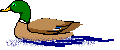 bird-animated-gameznet-0107.gif