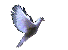 bird-animated-gameznet-0108.gif
