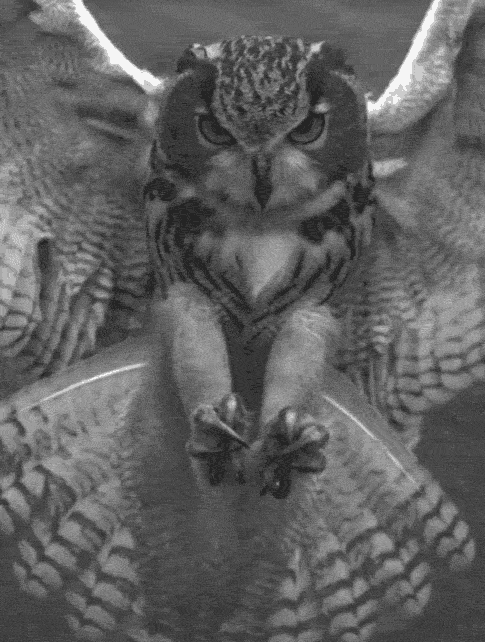 bird-animated-gameznet-013.gif