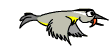 bird-animated-gameznet-0130.gif