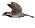 bird-animated-gameznet-0137.gif