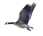 bird-animated-gameznet-0145.gif