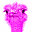 bird-animated-gameznet-02.gif