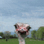 bird-animated-gameznet-021.gif