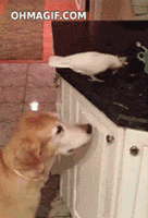 bird-animated-gameznet-028.gif