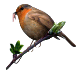 bird-animated-gameznet-038.gif