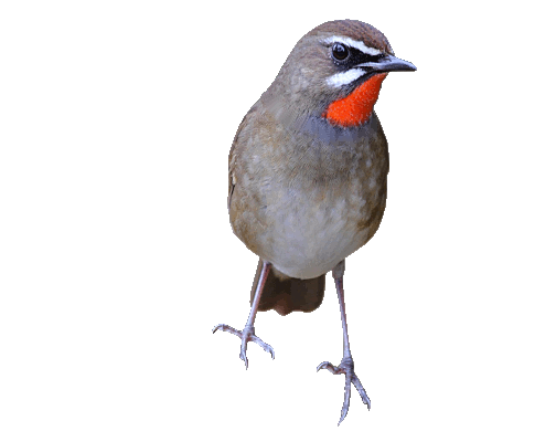 bird-animated-gameznet-042.gif