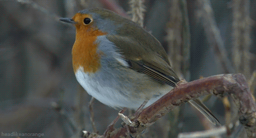 bird-animated-gameznet-043.gif