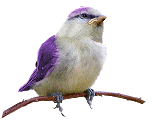 bird-animated-gameznet-044.gif