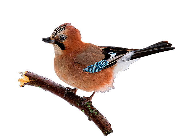 bird-animated-gameznet-045.gif