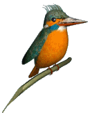 bird-animated-gameznet-049.gif