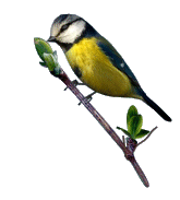 bird-animated-gameznet-050.gif