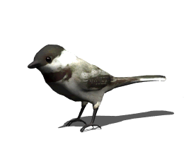 bird-animated-gameznet-052.gif