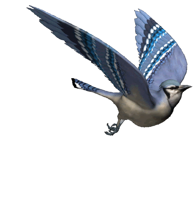 bird-animated-gameznet-056.gif