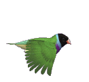 bird-animated-gameznet-057.gif