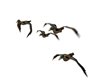 bird-animated-gameznet-058.gif