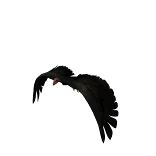 bird-animated-gameznet-059.gif